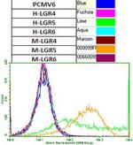 LGR5 Antibody in Flow Cytometry (Flow)