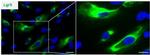 LGR5 Antibody in Immunocytochemistry (ICC/IF)