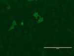 LGR5 Antibody in Immunocytochemistry (ICC/IF)