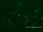 LGR5 Antibody in Immunocytochemistry (ICC/IF)