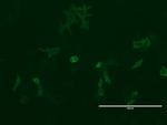 LGR5 Antibody in Immunocytochemistry (ICC/IF)