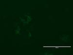 LGR5 Antibody in Immunocytochemistry (ICC/IF)