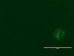 LGR5 Antibody in Immunocytochemistry (ICC/IF)