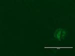 LGR5 Antibody in Immunocytochemistry (ICC/IF)