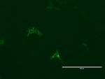 LGR5 Antibody in Immunocytochemistry (ICC/IF)