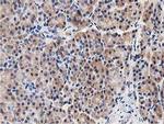 LGR5 Antibody in Immunohistochemistry (Paraffin) (IHC (P))