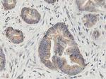 LGR5 Antibody in Immunohistochemistry (Paraffin) (IHC (P))