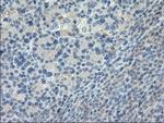 LGR5 Antibody in Immunohistochemistry (Paraffin) (IHC (P))