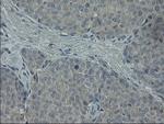 LGR5 Antibody in Immunohistochemistry (Paraffin) (IHC (P))