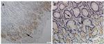 LGR5 Antibody in Immunohistochemistry (Paraffin) (IHC (P))