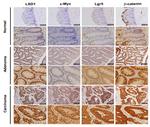 LGR5 Antibody in Immunohistochemistry (Paraffin) (IHC (P))