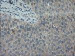 LGR5 Antibody in Immunohistochemistry (Paraffin) (IHC (P))