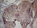 LGR5 Antibody in Immunohistochemistry (Paraffin) (IHC (P))