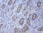 LGR5 Antibody in Immunohistochemistry (Paraffin) (IHC (P))