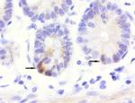 LGR5 Antibody in Immunohistochemistry (Paraffin) (IHC (P))