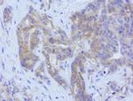 LGR5 Antibody in Immunohistochemistry (Paraffin) (IHC (P))