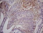 LGR5 Antibody in Immunohistochemistry (Paraffin) (IHC (P))