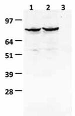 LGR5 Antibody in Western Blot (WB)