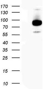 LGR5 Antibody in Western Blot (WB)