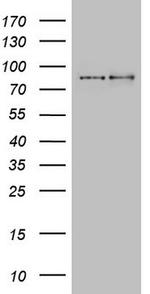 LGR5 Antibody in Western Blot (WB)