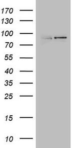 LGR5 Antibody in Western Blot (WB)