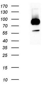 LGR5 Antibody in Western Blot (WB)