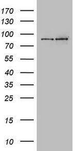 LGR5 Antibody in Western Blot (WB)