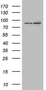 LGR5 Antibody in Western Blot (WB)