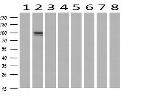 LGR6 Antibody in Western Blot (WB)