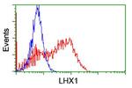 LHX1 Antibody in Flow Cytometry (Flow)