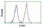 LHX1 Antibody in Flow Cytometry (Flow)