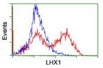 LHX1 Antibody in Flow Cytometry (Flow)