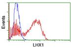 LHX1 Antibody in Flow Cytometry (Flow)