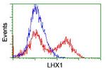 LHX1 Antibody in Flow Cytometry (Flow)