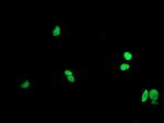 LHX1 Antibody in Immunocytochemistry (ICC/IF)