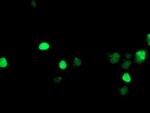 LHX1 Antibody in Immunocytochemistry (ICC/IF)