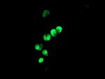 LHX1 Antibody in Immunocytochemistry (ICC/IF)