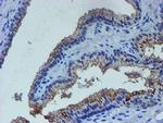 LHX1 Antibody in Immunohistochemistry (Paraffin) (IHC (P))