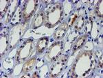 LHX1 Antibody in Immunohistochemistry (Paraffin) (IHC (P))