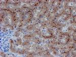 LHX1 Antibody in Immunohistochemistry (Paraffin) (IHC (P))