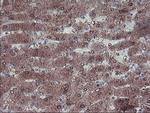 LHX1 Antibody in Immunohistochemistry (Paraffin) (IHC (P))