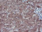 LHX1 Antibody in Immunohistochemistry (Paraffin) (IHC (P))