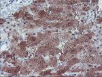 LHX1 Antibody in Immunohistochemistry (Paraffin) (IHC (P))