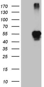 LHX2 Antibody in Western Blot (WB)