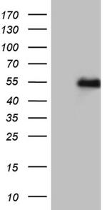 LHX2 Antibody in Western Blot (WB)