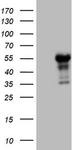 LHX4 Antibody in Western Blot (WB)