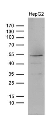 LHX4 Antibody in Western Blot (WB)