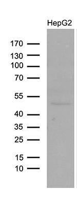 LHX4 Antibody in Western Blot (WB)