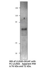 LILRB3 Antibody in Western Blot (WB)