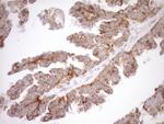 LIMA1 Antibody in Immunohistochemistry (Paraffin) (IHC (P))